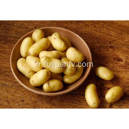 vente patate fraîche shandong